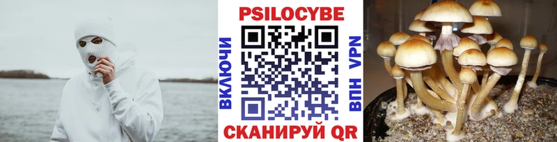 Псилоцибиновые грибы MAGIC MUSHROOMS  где купить наркоту  Горбатов 